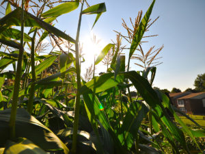 Closeup image of corn stalks with houses in the background